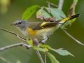 American Redstart - Lake Barkley WMA, Stewart County, Sept 21, 2021