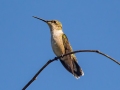 Ruby-throated Hummingbird - Barkley WMA, Stewart County, Sept 6, 2021
