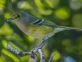 White-eyed Vireo - Lake Barkley WMA, Stewart County, Sept 28, 2021