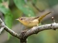 Common Yellowthroat - Lake Barkley WMA, Stewart County, Sept 21, 2021