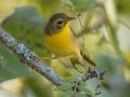 Common Yellowthroat - Lake Barkley WMA, Stewart County, Sept 28, 2021