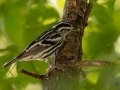 Black-and-white Warbler - Lake Barkley WMA,  Stewart County, Sept 24, 2021