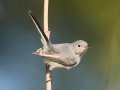 Blue-gray Gnatcatcher - Barkley WMA, Stewart County, Sept 6, 2021