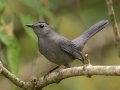 Gray Catbird - Lake Barkley WMA, Stewart County, Sept 21, 2021