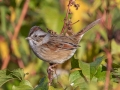 Swamp Sparrow -  Tennessee NWR--Duck River Unit--Refuge Rd. Wildlife Loop, Humphreys County, Oct 26, 2021