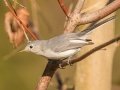 Blue-gray Gnatcatcher - Barkley WMA, Stewart County, Sept 6, 2021