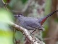 Gray Catbird - Lake Barkley WMA, Stewart County, Sept 21, 2021