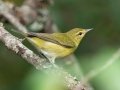Tennessee Warbler - Lake Barkley WMA, Stewart County, Sept 21, 2021