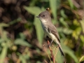 Eastern Phoebe - Tennessee NWR--Duck River Unit--Refuge Rd. Wildlife Loop, Humphreys County, Oct 26, 2021