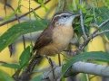 Carolina Wren - Lake Barkley WMA, Stewart County, Sept 28, 2021