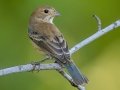Indigo Bunting - Lake Barkley WMA, Stewart County, Sept 28, 2021