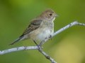 Indigo Bunting - Lake Barkley WMA, Stewart County, Sept 28, 2021