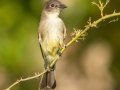 Eastern Phoebe - Lake Barkley WMA, Stewart County, Sept 28, 2021