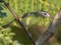 Philadelphia Vireo - Lake Barkley WMA, Stewart County, Sept 28, 2021