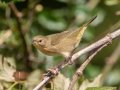 Common Yellowthroat - Lake Barkley WMA,  Stewart County, Sept 24, 2021