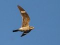Common Nighthawk - Dover Rd, Woodlawn US-TN, Montgomery County, Sept 5, 2021