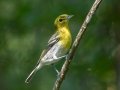 Yellow-throated Vireo - Cheatham Dam Recreation Area, Cheatham County, Sept 29, 2021