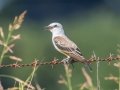Scissor-tailed Flycatcher - 3753–3861 Jim Johnson Rd, Clarksville, Montgomery County, Aug 19, 2021