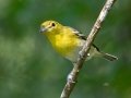 Yellow-throated Vireo - Cheatham Dam Recreation Area, Cheatham County, Sept 29, 2021