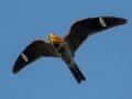 Common Nighthawk - Dover Rd, Woodlawn US-TN, Montgomery County, Sept 5, 2021