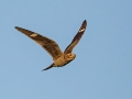 Common Nighthawk - Dover Rd, Woodlawn US-TN, Montgomery County, Sept 5, 2021