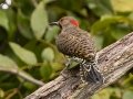Northern Flicker - Paris Landing, Henry County, Sept 14, 2021