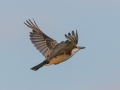 Scissor-tailed Flycatcher - 3753–3861 Jim Johnson Rd, Clarksville, Montgomery County, Aug 19, 2021