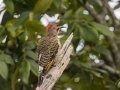Northern Flicker - Paris Landing, Henry County, Sept 14, 2021