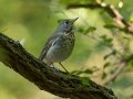 Gray-cheeked Thrush - Cheatham Dam Recreation Area, Cheatham County, Sept 29, 2021