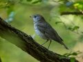 Gray-cheeked Thrush - Cheatham Dam Recreation Area, Cheatham County, Sept 29, 2021