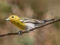 Yellow-throated Vireo - Lake Barkley WMA, Stewart County, Sept 7, 2021
