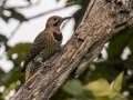 Northern Flicker - Paris Landing, Henry County, Sept 14, 2021