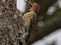 Northern Flicker - Paris Landing, Henry County, Sept 14, 2021