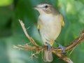 Warbling Vireo - Cheatham Dam Recreation Area, Cheatham County, Sept 29, 2021