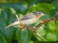Warbling Vireo - Cheatham Dam Recreation Area, Cheatham County, Sept 29, 2021