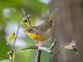 Common Yellowthroat -  Lake Barkley WMA,  Stewart County, Sept 20 2021
