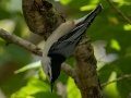 White-breasted Nuthatch - Cheatham Dam Recreation Area, Cheatham County, Sept 29, 2021