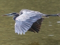Great Blue Heron - Cheatham Dam Recreation Area, Cheatham County, Sept 29, 2021