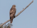 Red-shouldered Hawk - 	Tennessee NWR--Duck River Unit--Duck River Bottoms, Humphreys County, Oct 27, 2021