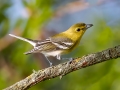 Yellow-throated Vireo - Land Between the Lakes, Gray's Landing, Stewart County, Sept 25, 2021v