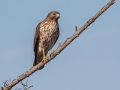 Red-shouldered Hawk - 	Tennessee NWR--Duck River Unit--Duck River Bottoms, Humphreys County, Oct 27, 2021
