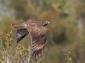 Red-shouldered Hawk - 	Tennessee NWR--Duck River Unit--Duck River Bottoms, Humphreys County, Oct 27, 2021