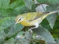 Tennessee Warbler - Cheatham Dam Recreation Area, Cheatham County, Sept 29, 2021