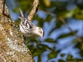 Black-and-white Warbler - Land Between the Lakes - Gray's Landing, Stewart County, Sept 25,, 2021