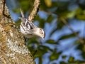 Black-and-white Warbler - Land Between the Lakes - Gray's Landing, Stewart County, Sept 25,, 2021