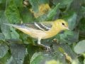 Bay-breasted Warbler - Cheatham Dam Recreation Area, Cheatham County, Sept 29, 2021