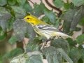 Black-throated Green Warbler - Cheatham Dam Recreation Area, Cheatham County, Sept 29, 2021