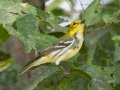 Black-throated Green Warbler - Cheatham Dam Recreation Area, Cheatham County, Sept 29, 2021