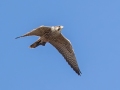 Peregrine Falcon - Tennessee NWR--Duck River Unit-Duck River/Kentucky Lake, Humphreys County, Oct 27, 2021