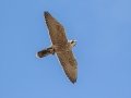Peregrine Falcon - Tennessee NWR--Duck River Unit-Duck River/Kentucky Lake, Humphreys County, Oct 27, 2021